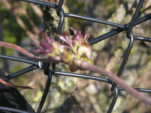 2008-city series-nature