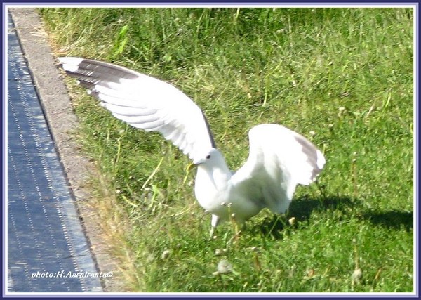 Gull series: