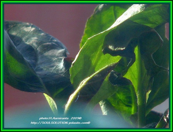 ..refreshing...thoughts of...