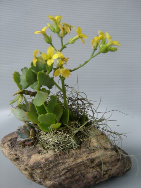 PEDRA VIVA 15