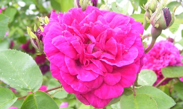 My name is Fuscia