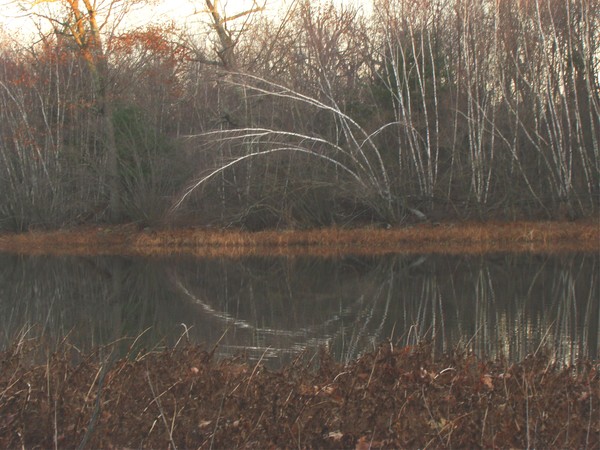 winter reflection