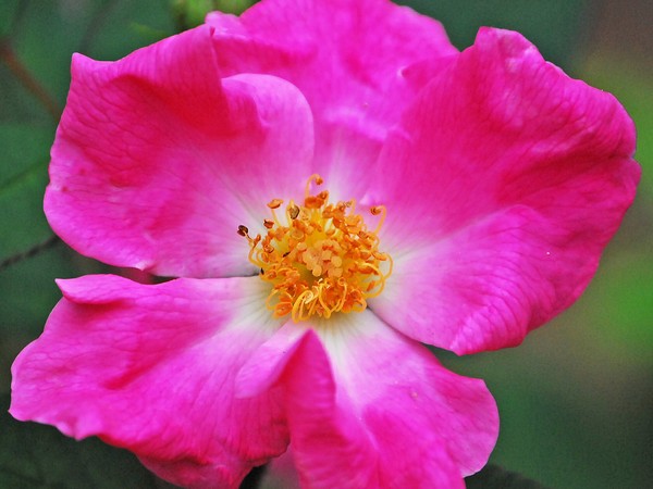My rose
