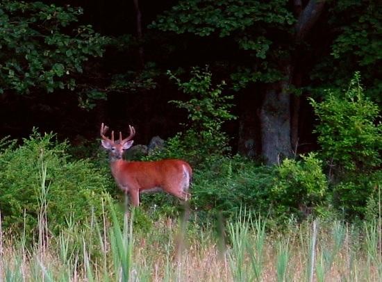 Buck in the Bushes