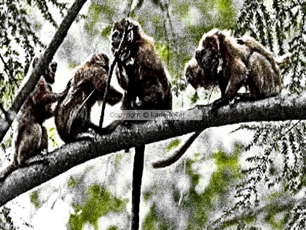 jungle fun