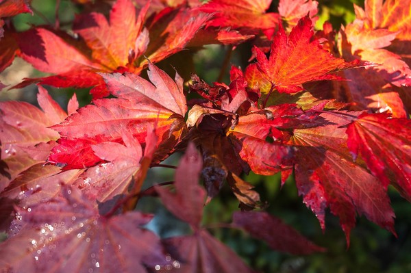 Maple Leaves