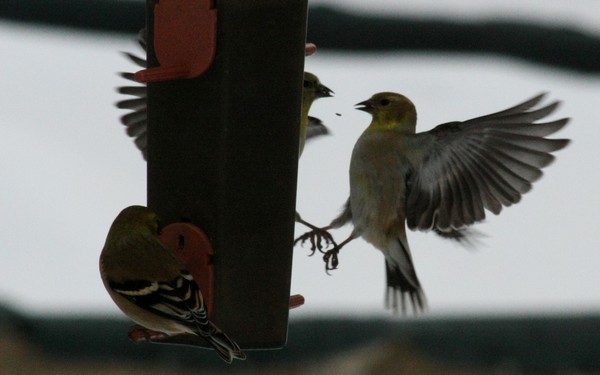 Seed Fight!