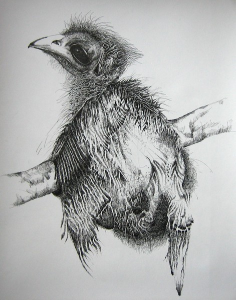young bird