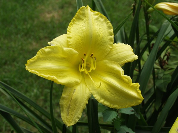 SUNSHINE YELLOW!
