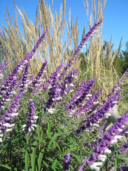 Purple Splendor