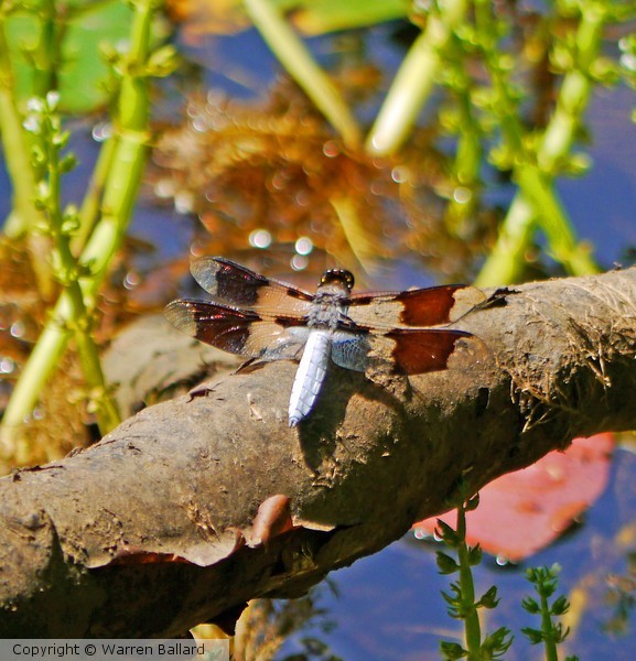 Dragonfly 6/30/2014