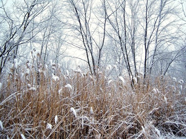 Snow Covered Swamp Grass