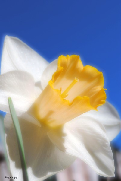 daffodil in the Evening Sun