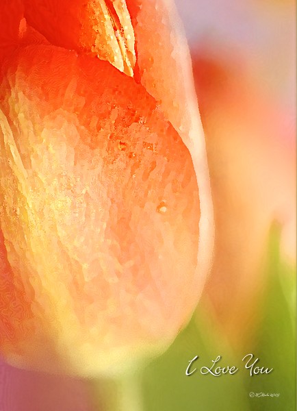 Soft Orange Tulips