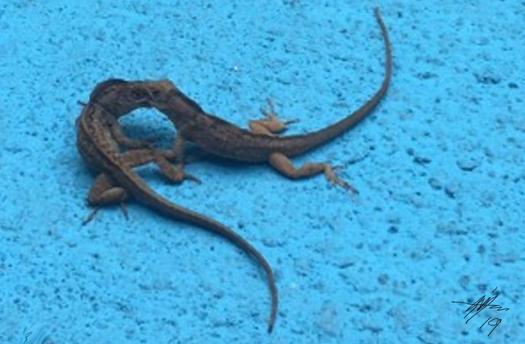 LIZARD FLIGHT
