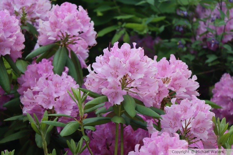 pink flowers