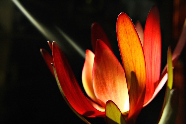 Born of the Light