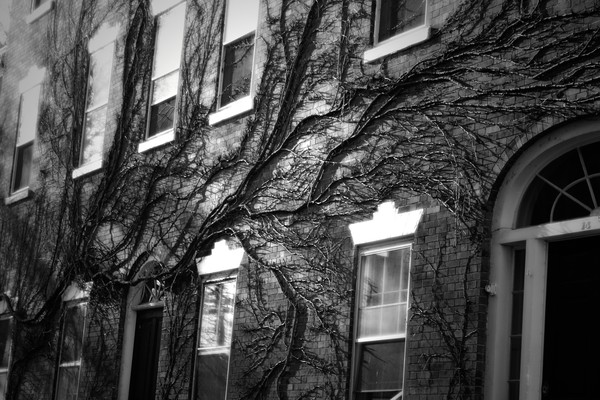Vines