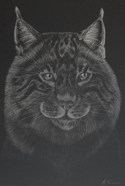 Lynx Scratchboard
