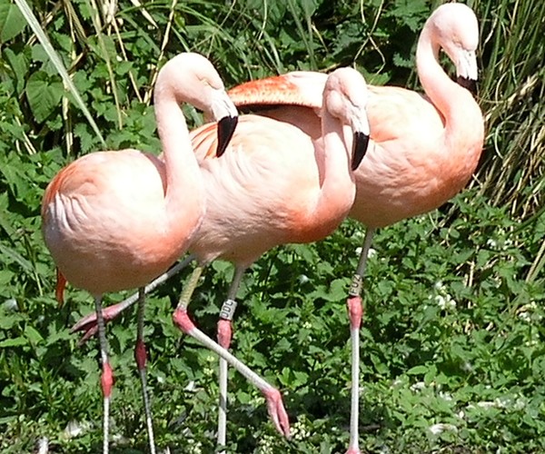 Flamingo Ballet