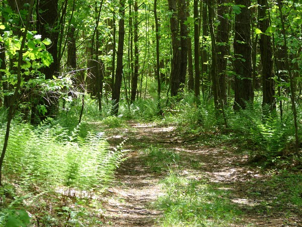 The Road Taken