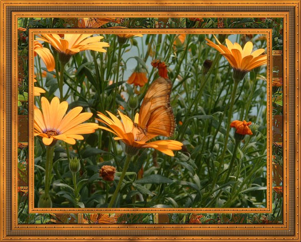 Butterfly Garden