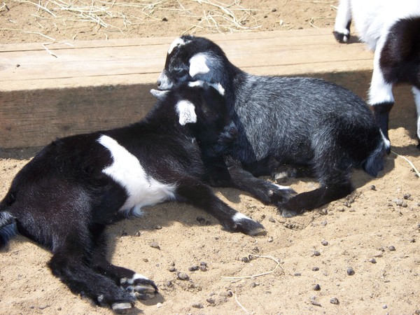 Cuddling