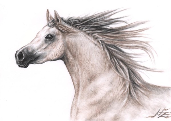 Arabian Stallion