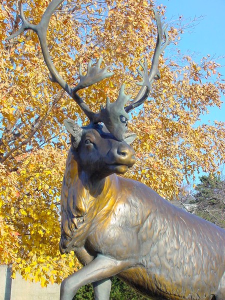 The Spirit of Caribou