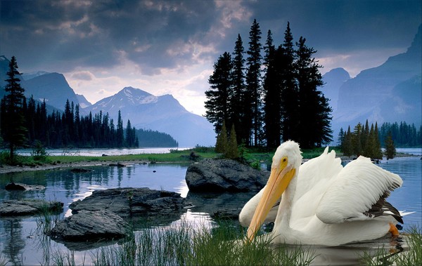 1123-Pelicanus Americanus
