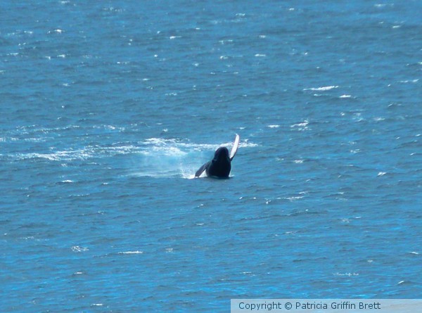 Doing the Back Stroke