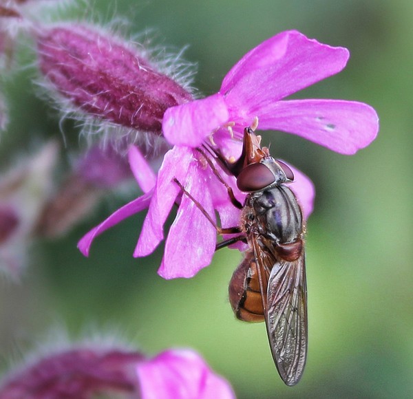 Bzzz
