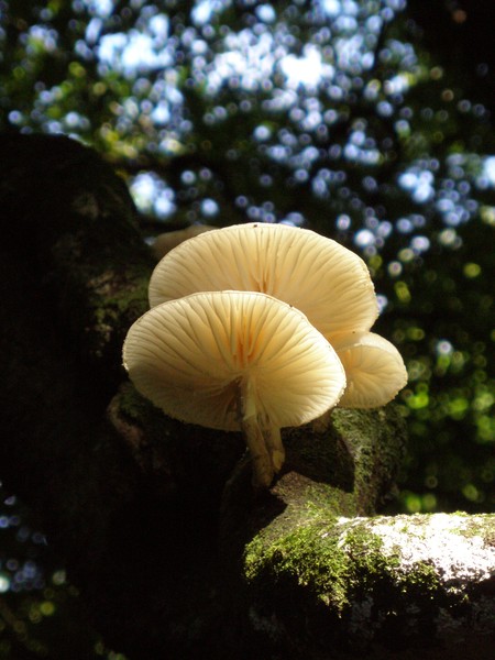 Mushrooms 2