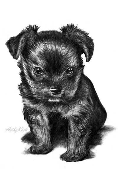 Little puppy