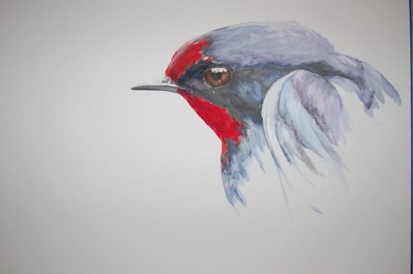 swallow