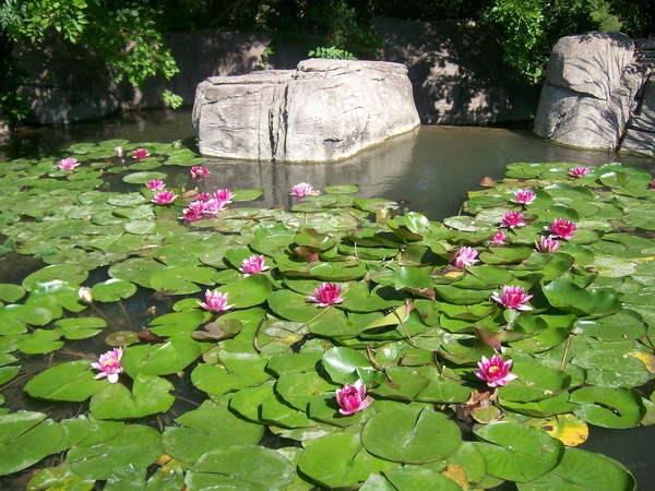 Lillypads_2