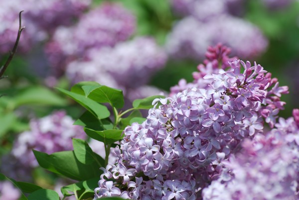 Lilacs