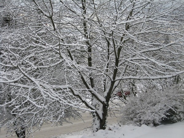 Snow, Snow and More Snow