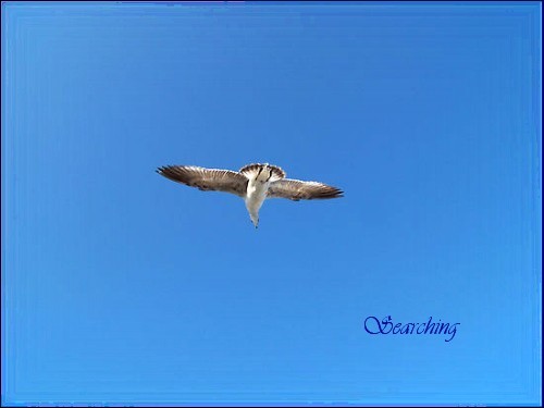 Searching