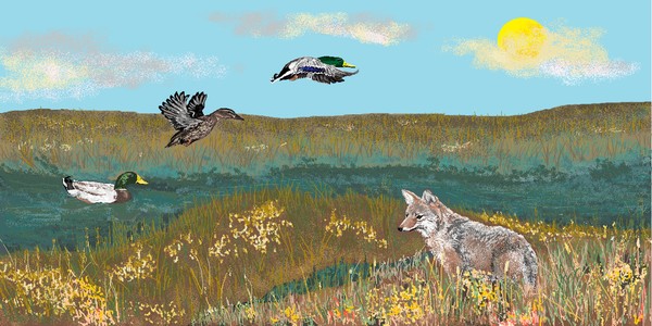 Coyote Waits