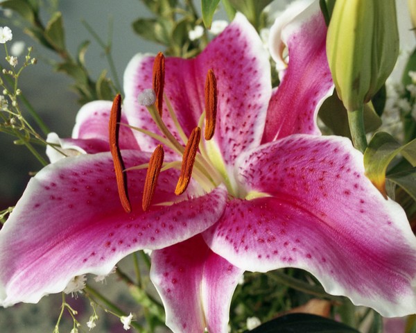 Lily 2
