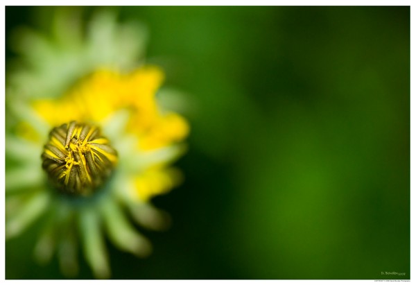 Bud