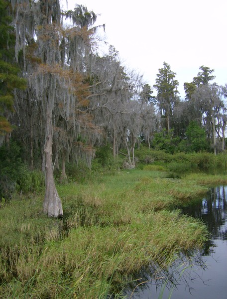 Cypress tree at Lake Louisa