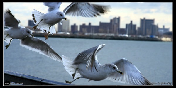 Bird on FLY