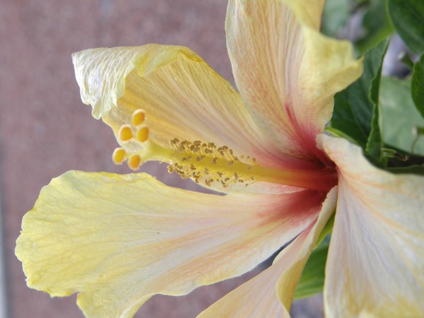 Beautiful Yellow Flower