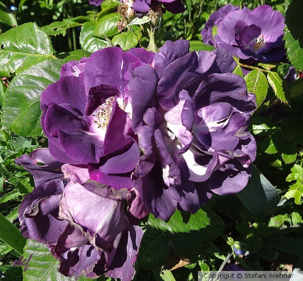 unique color for roses
