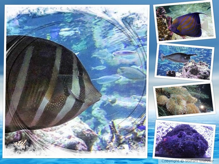 waterworld