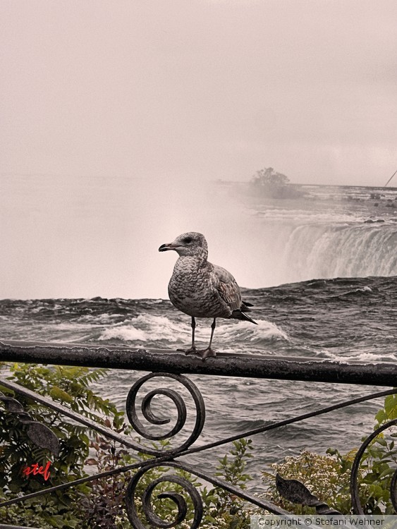 gull by the falls