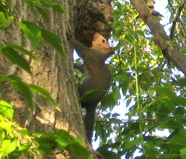 Squirrly