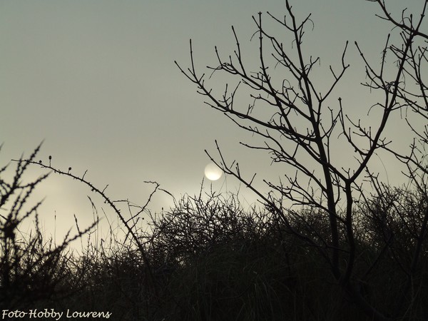 evening moon